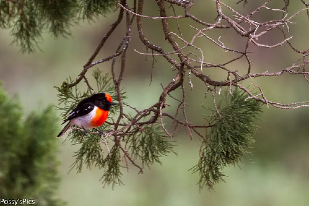 Mount Terrick Terrick Campground