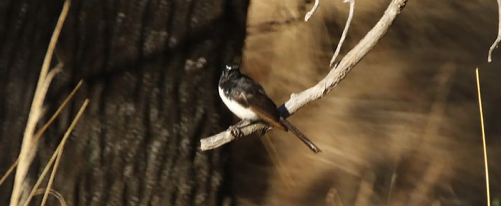 Mount Terrick Terrick Campground