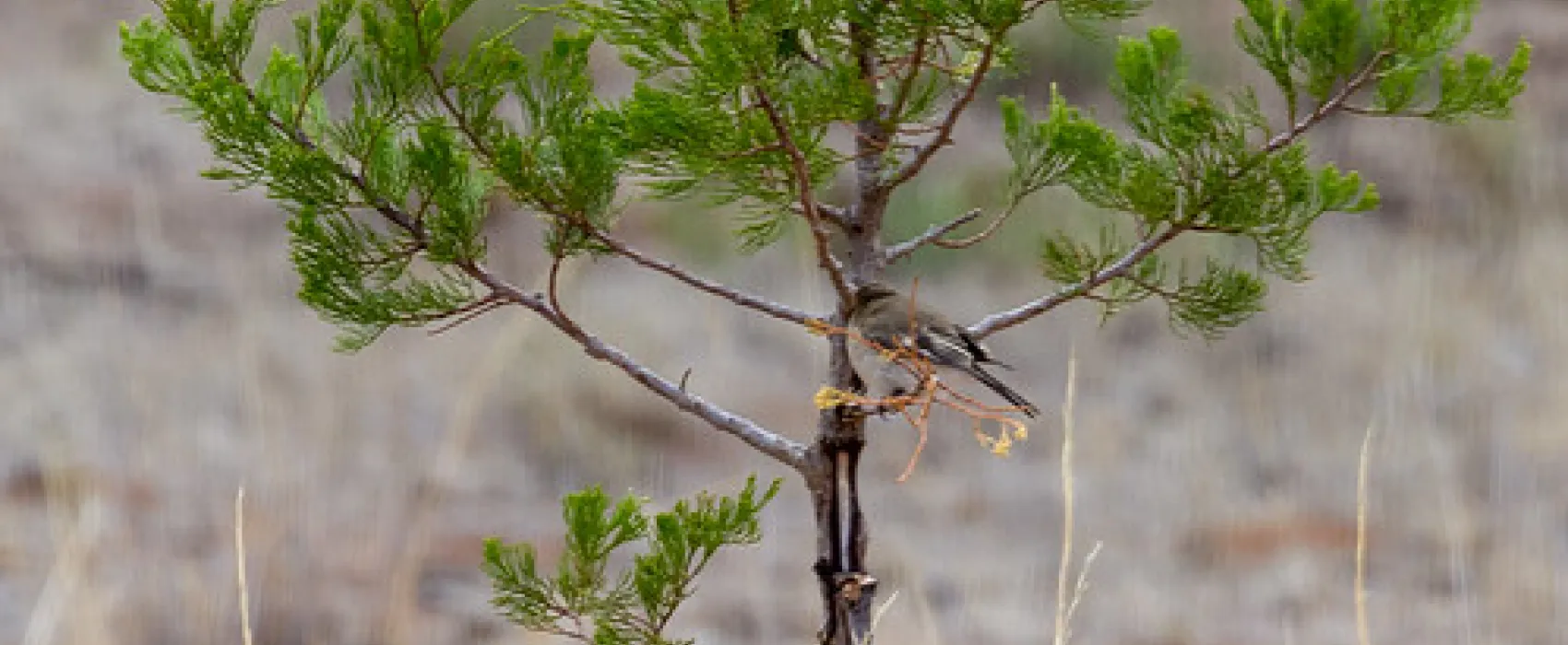 Mount Terrick Terrick Campground