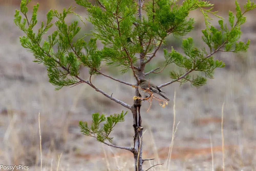 Mount Terrick Terrick Campground