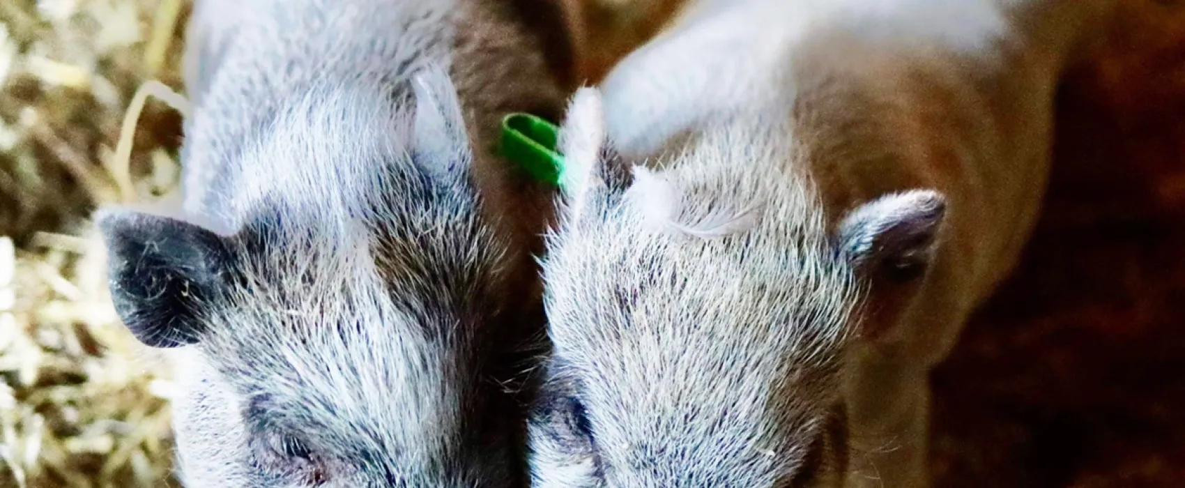 Prästgården Annerstad