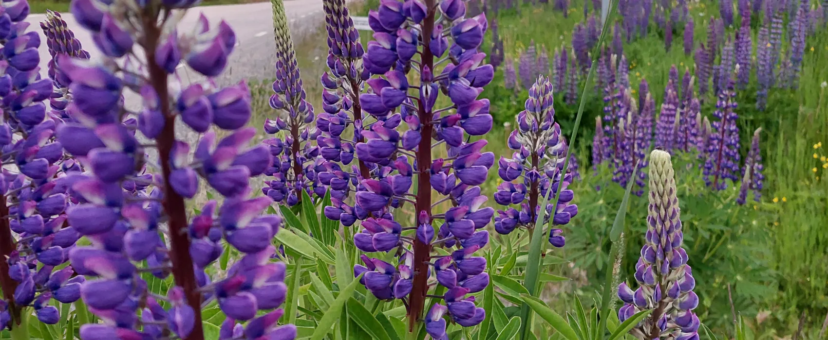 Nederhögen Vildmarkscenter Camping