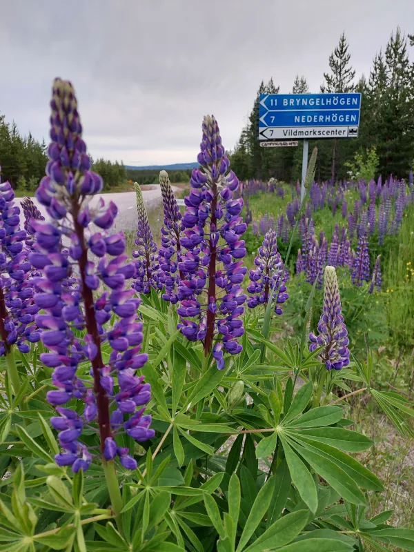 Nederhögen Vildmarkscenter Camping