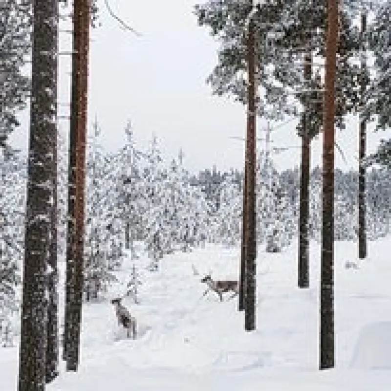 Nederhögen Vildmarkscenter Camping