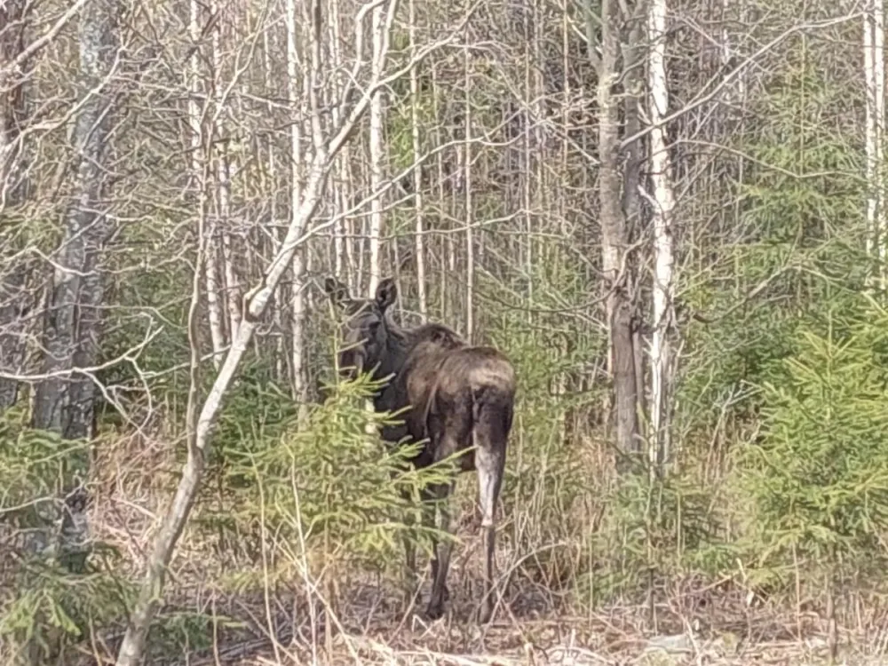 Nederhögen Vildmarkscenter Camping