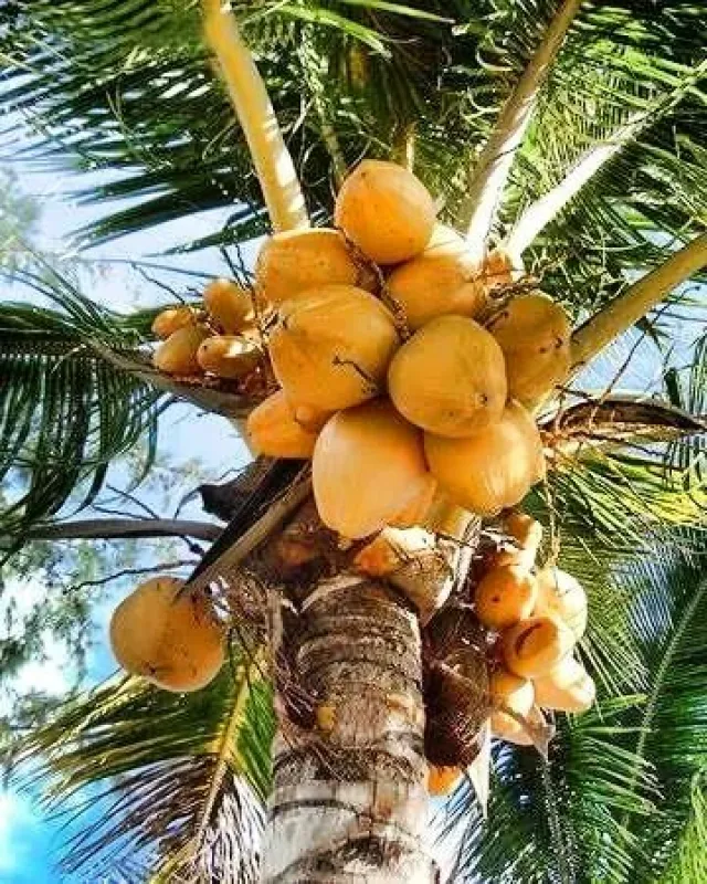 PAINDANE BEACH RESORT