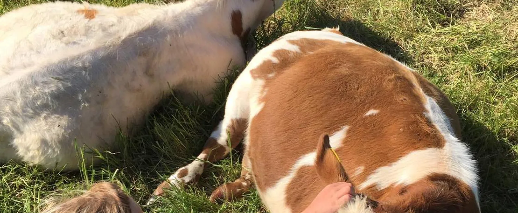 Seeweide Naturcamping Penzlin