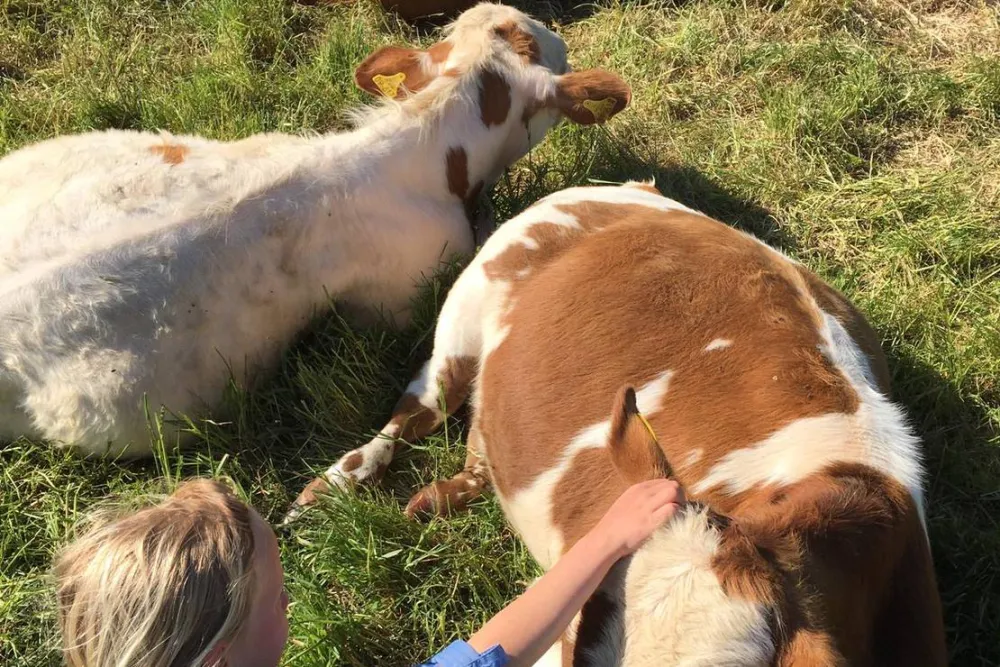 Seeweide Naturcamping Penzlin