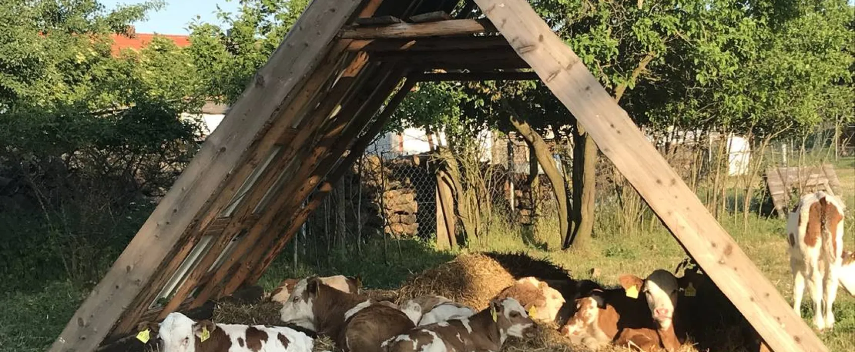 Seeweide Naturcamping Penzlin