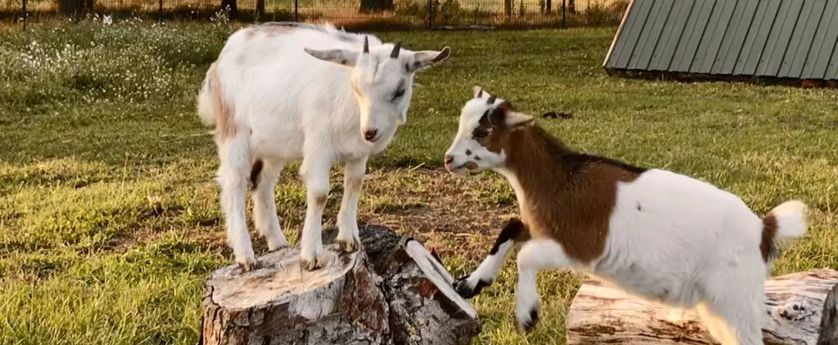 Seeweide Naturcamping Penzlin