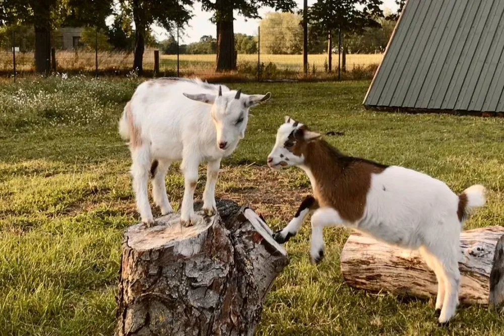 Seeweide Naturcamping Penzlin