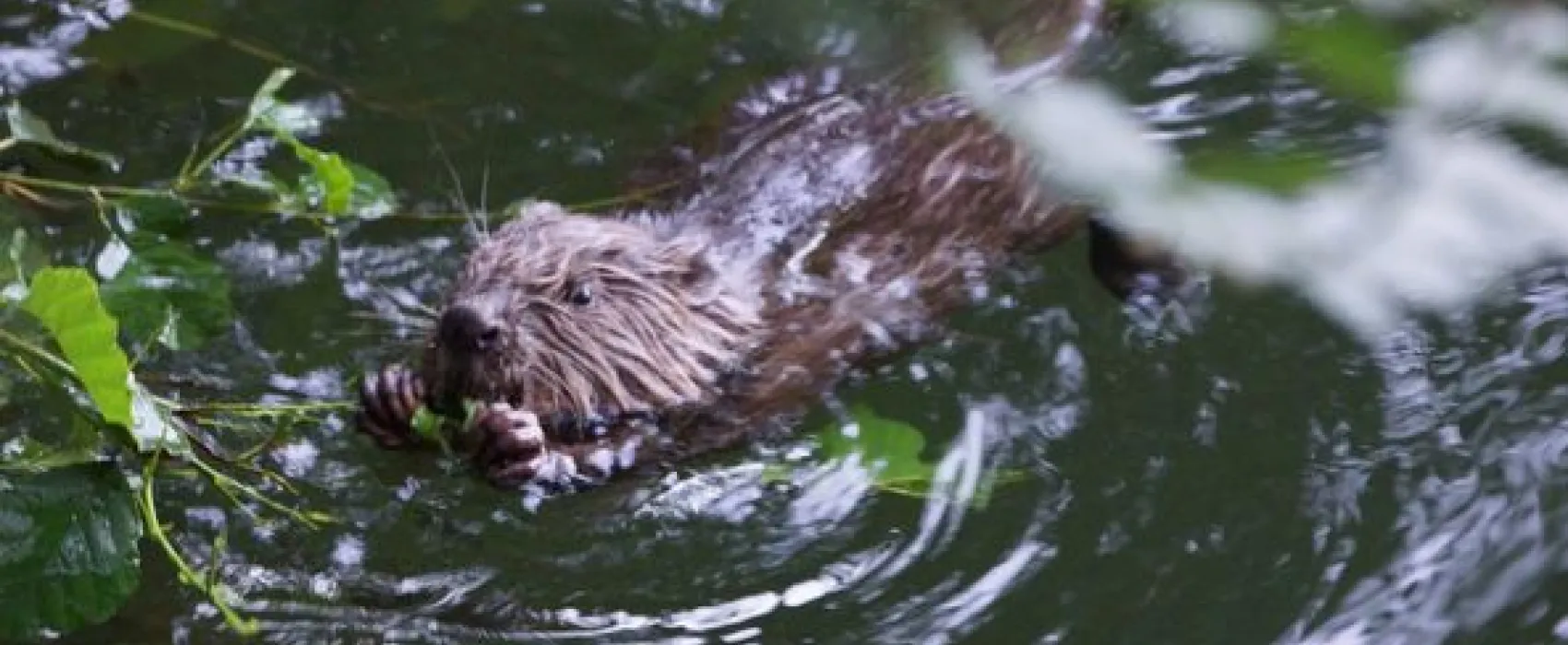 Camp Vallée du Tarn