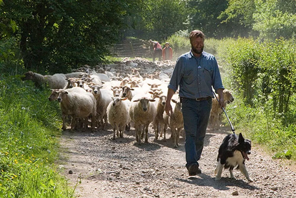 Minicamping Schaapskooi Mergelland
