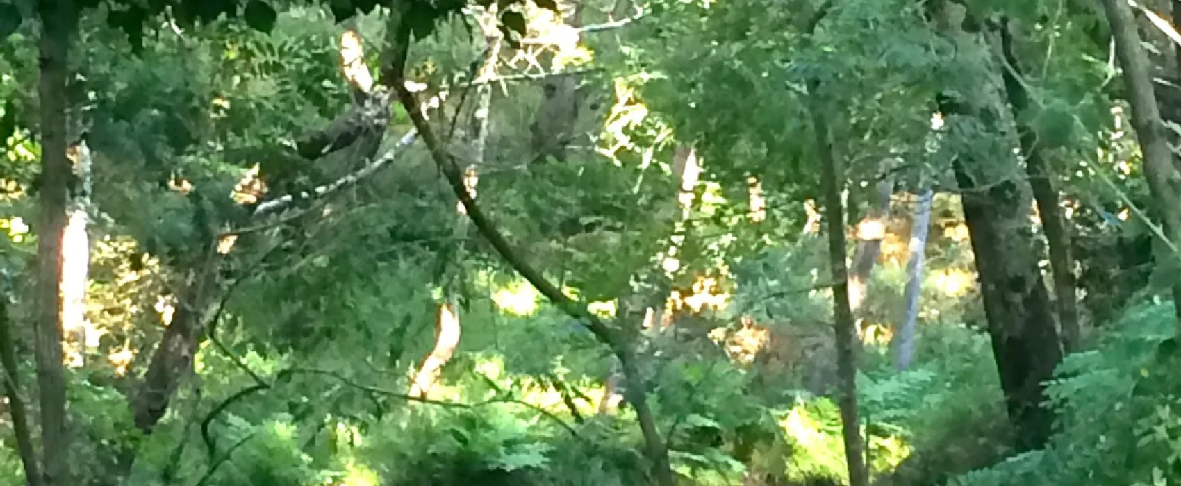 Le Moulin de Gournier