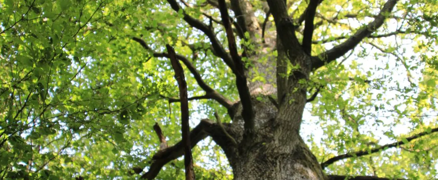 Campingplatz Scheinfeld