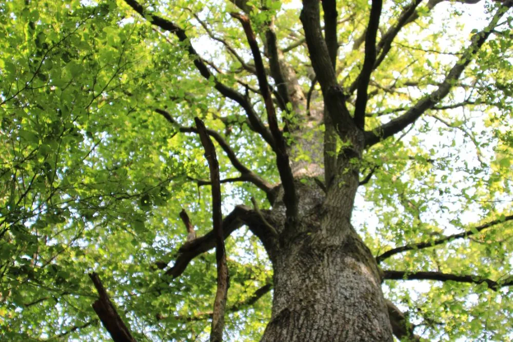 Campingplatz Scheinfeld