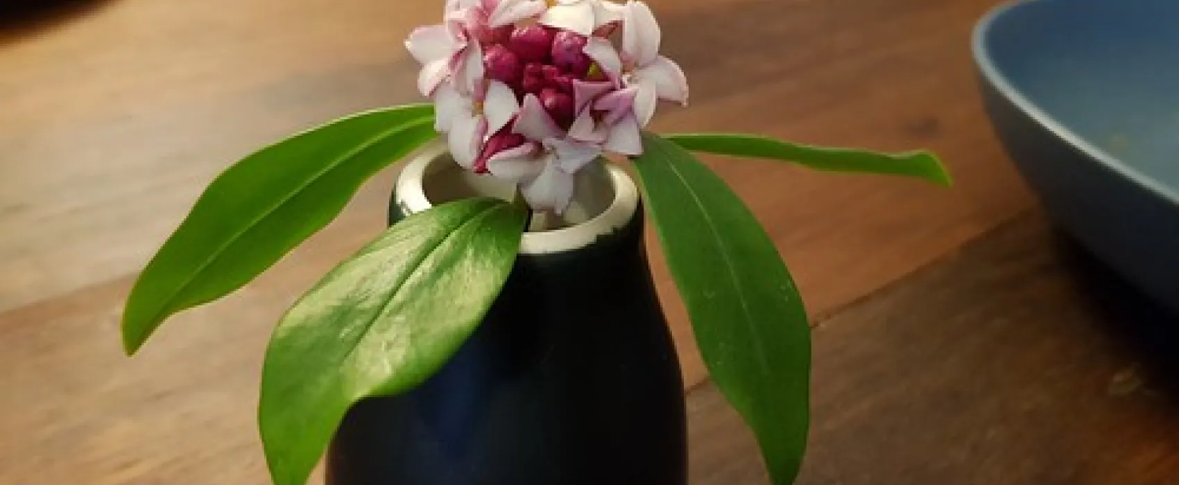 Gundaroo Reserve Campground