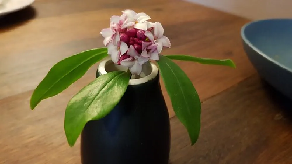 Gundaroo Reserve Campground