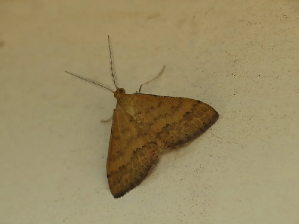 Gundaroo Reserve Campground