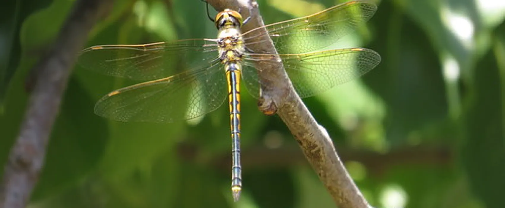 Gundaroo Reserve Campground