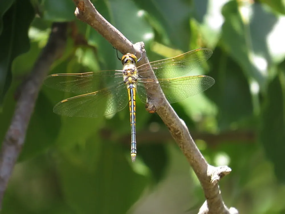 Gundaroo Reserve Campground