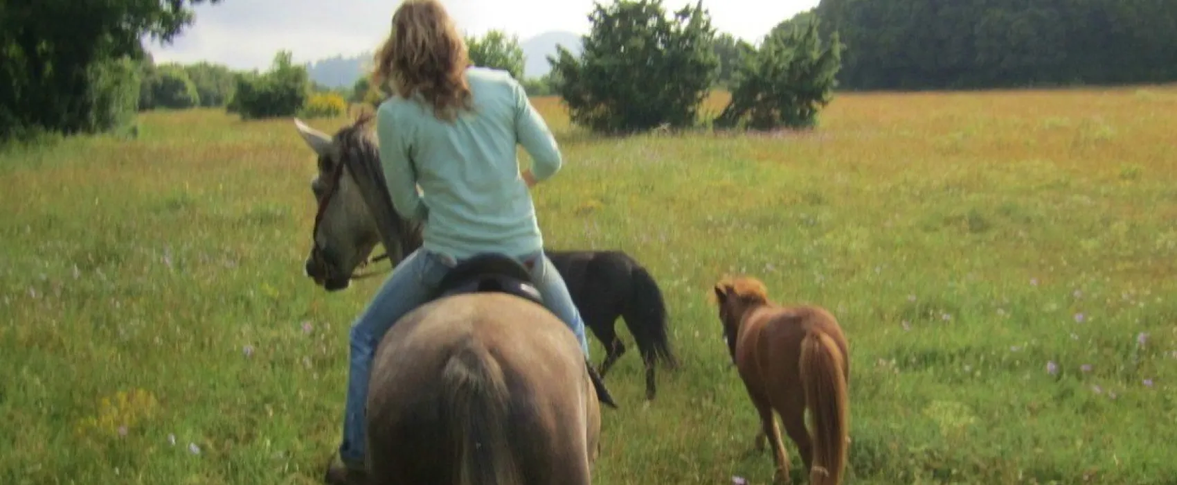 Le Domaine de la Louvière