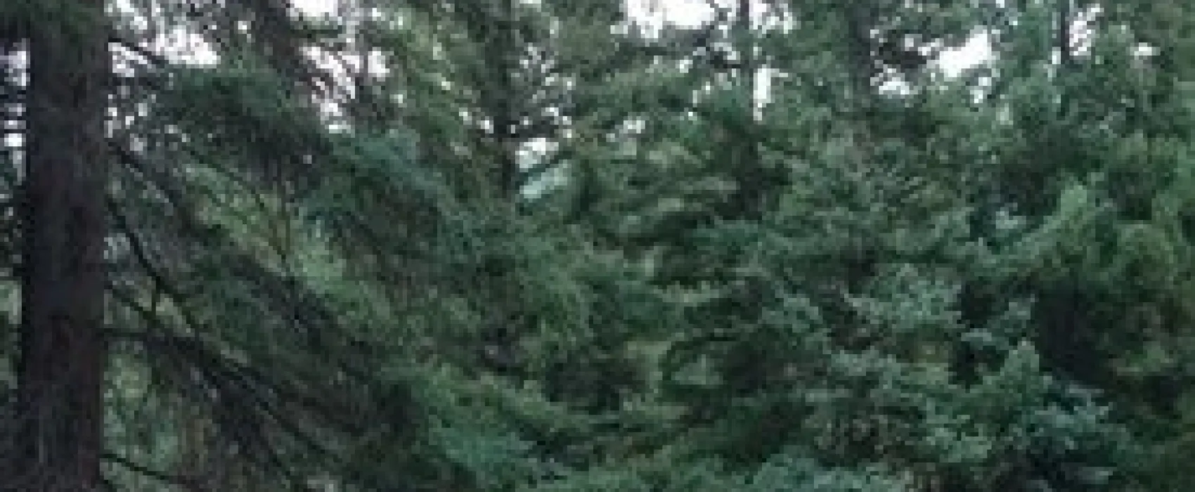 Aspen Glade Campground