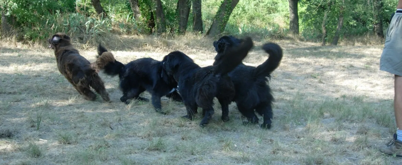 CynoCamp Terre neuve