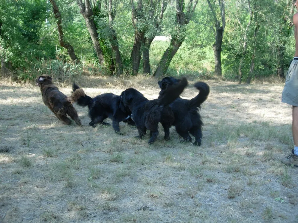 CynoCamp Terre neuve