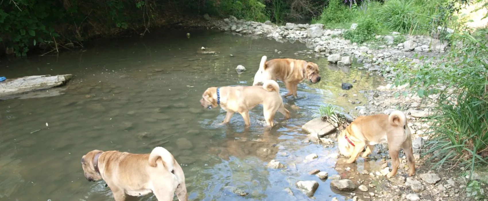 CynoCamp Terre neuve