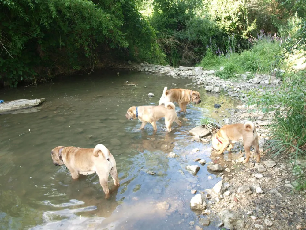 CynoCamp Terre neuve