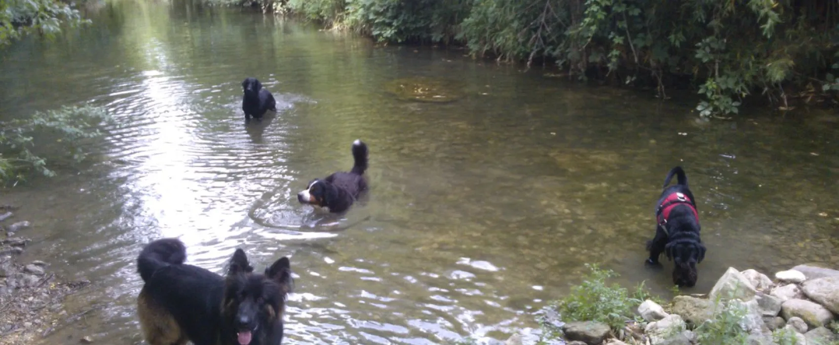 CynoCamp Terre neuve