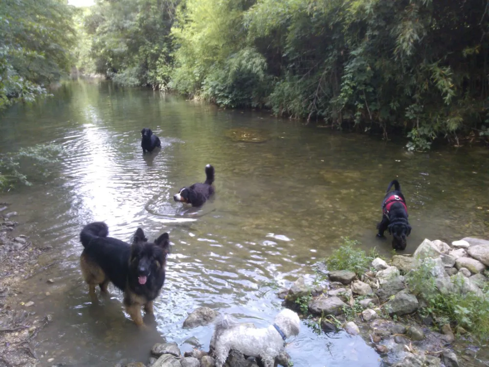 CynoCamp Terre neuve