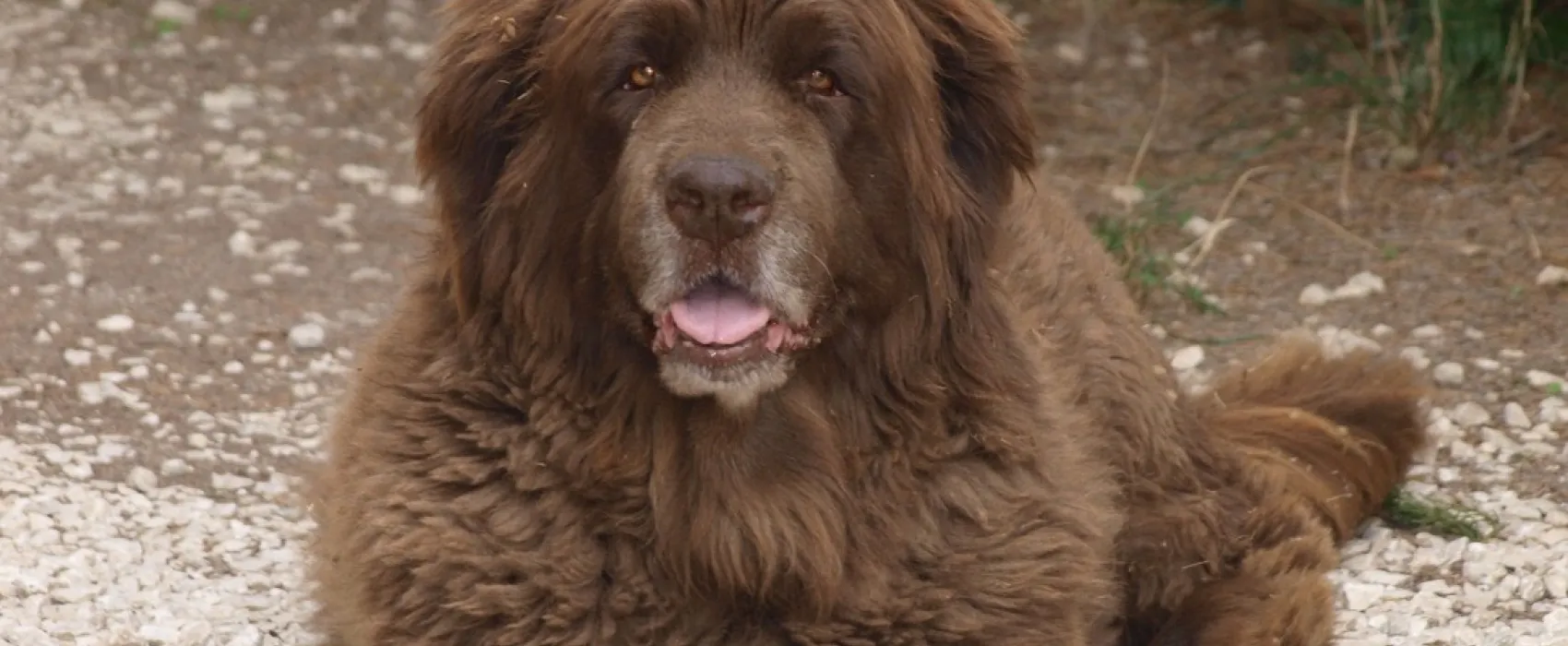 CynoCamp Terre neuve