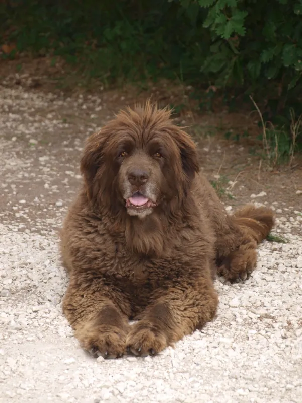 CynoCamp Terre neuve