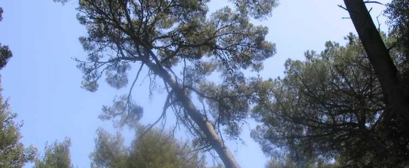 Domaine de La Fôret de Janas