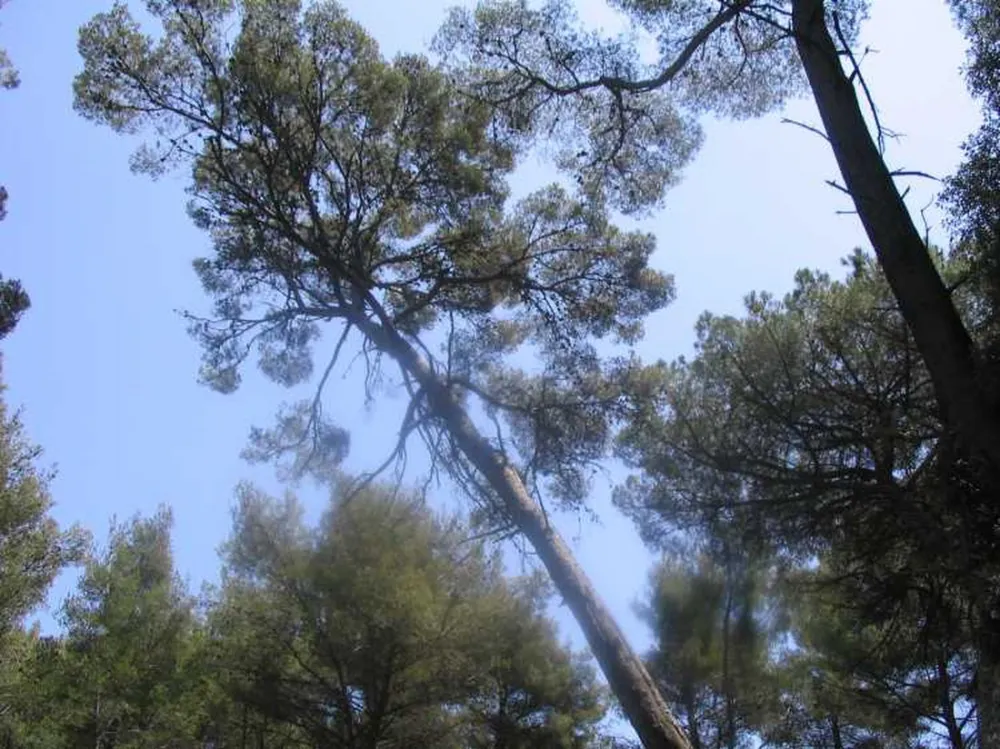 Domaine de La Fôret de Janas