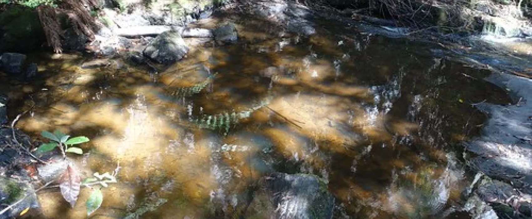 Lilydale Falls Campground