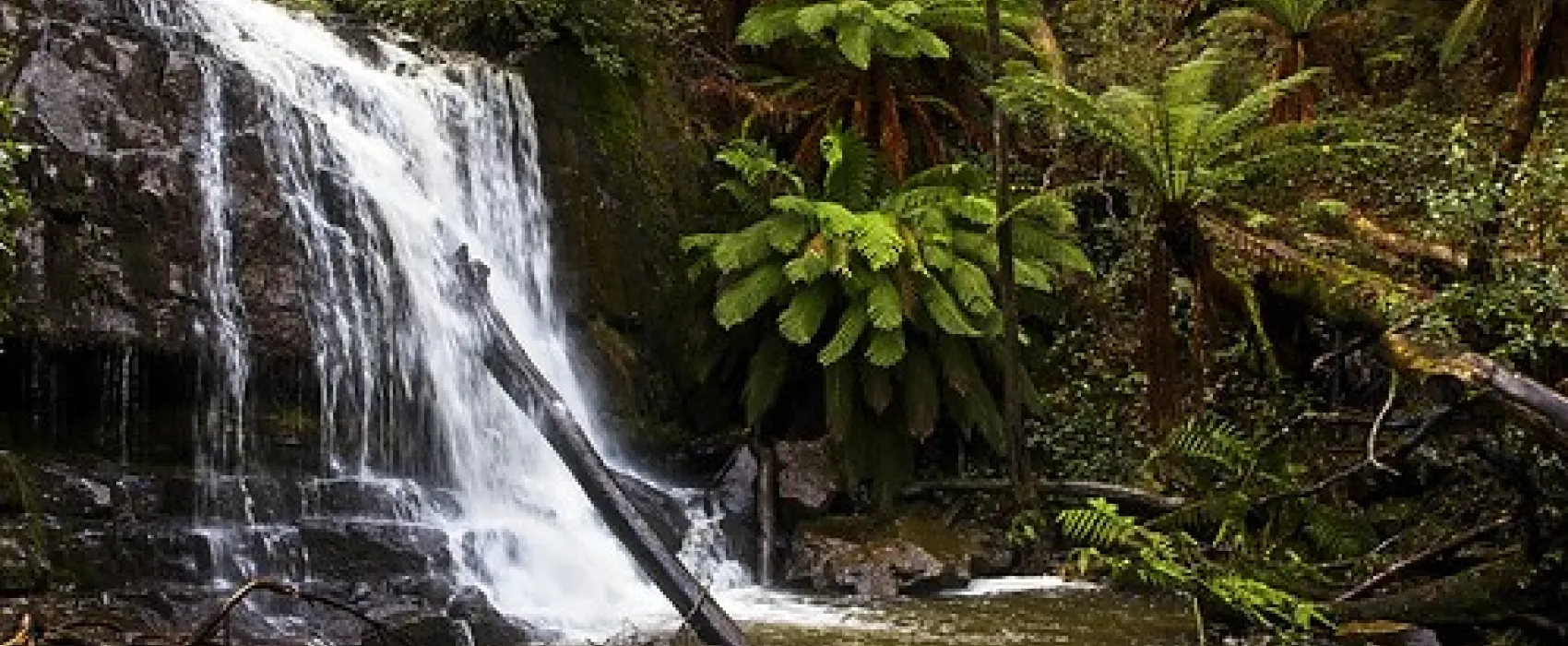 Lilydale Falls Campground