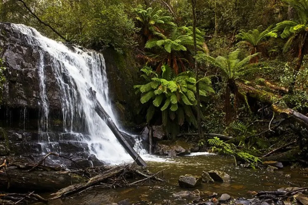 Lilydale Falls Campground