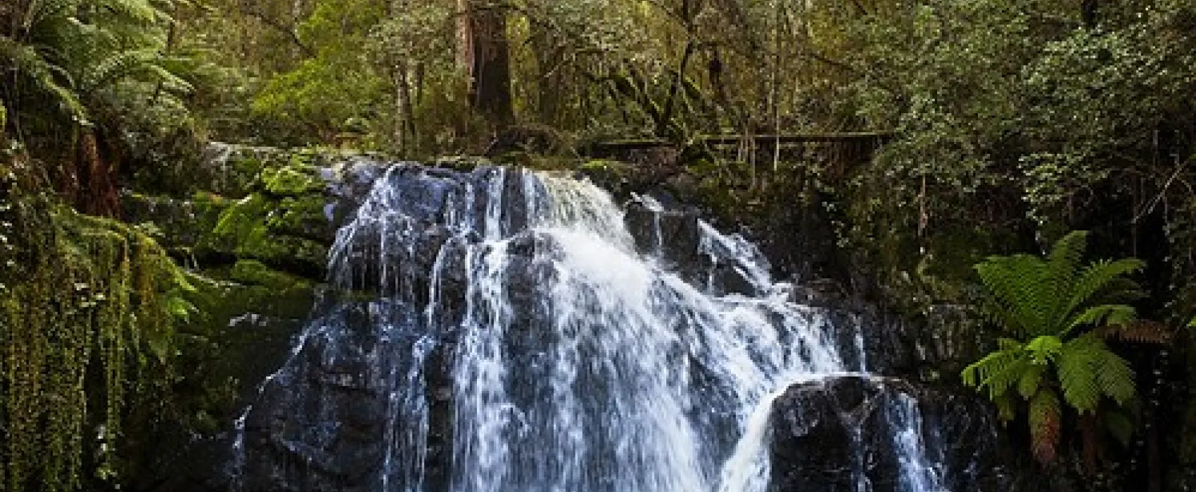 Lilydale Falls Campground