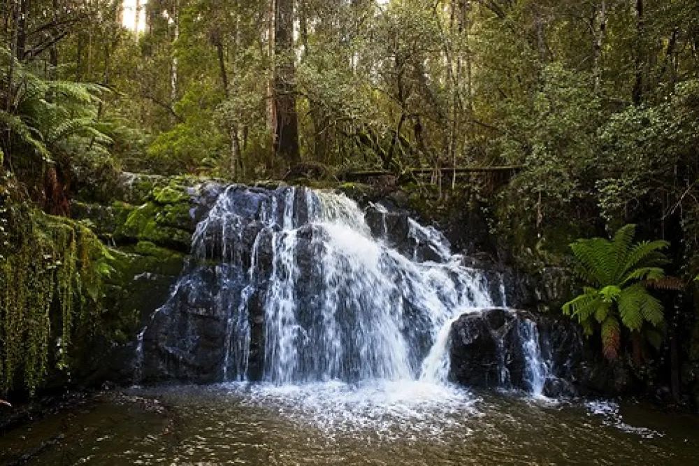 Lilydale Falls Campground