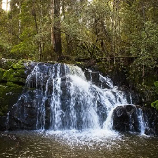 Lilydale Falls Campground