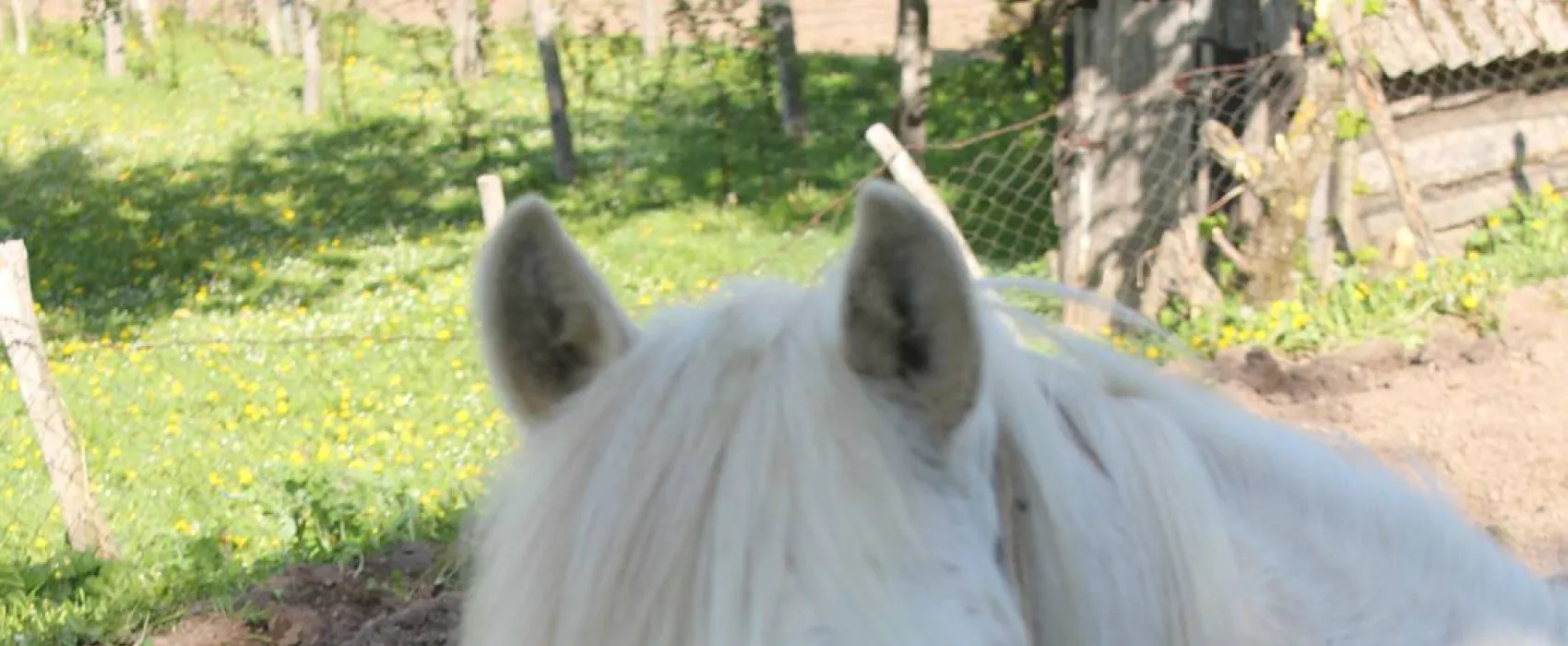 Eco village Pšeničište