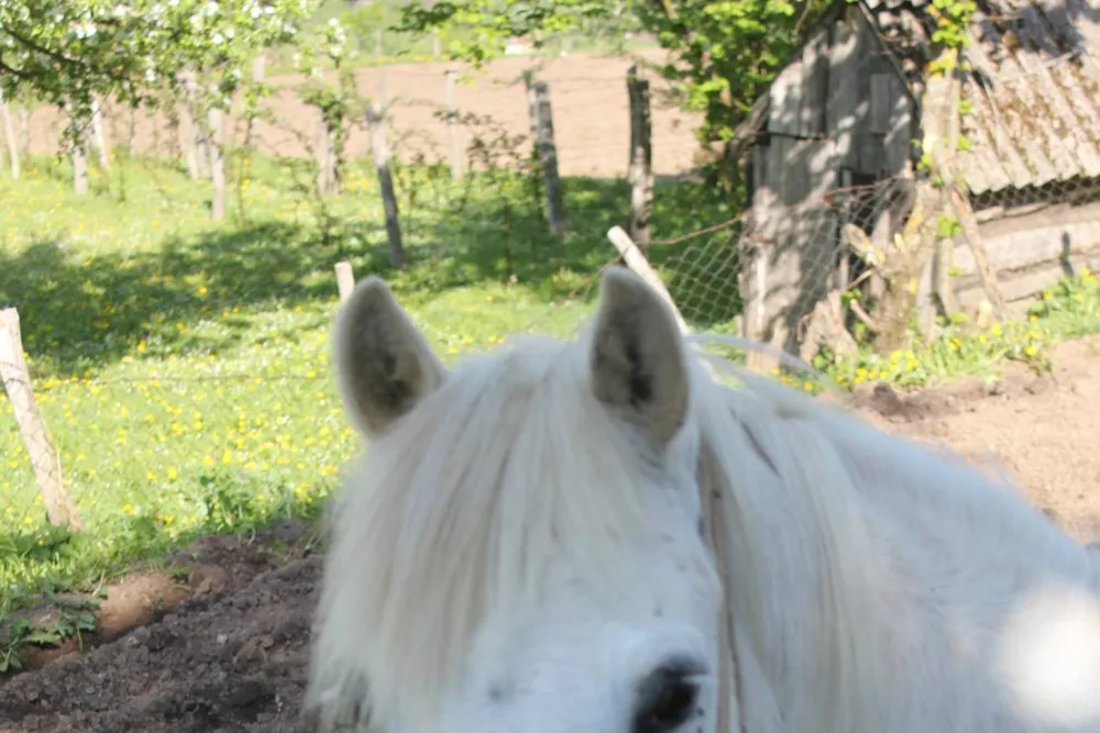 Eco village Pšeničište
