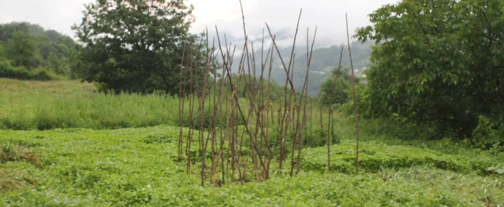 Eco village Pšeničište