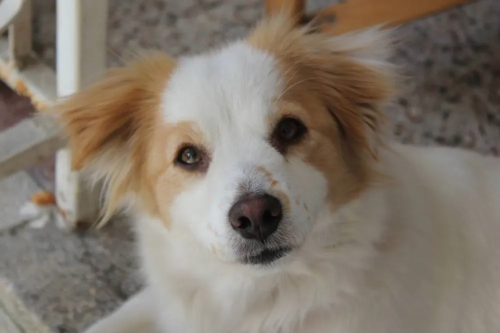 Eco village Pšeničište