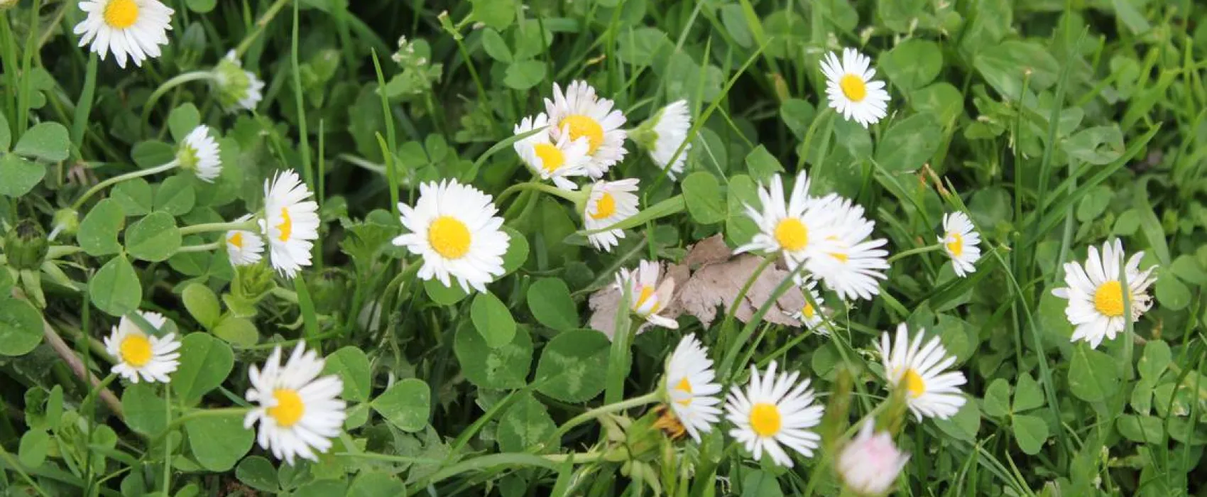 Eco village Pšeničište