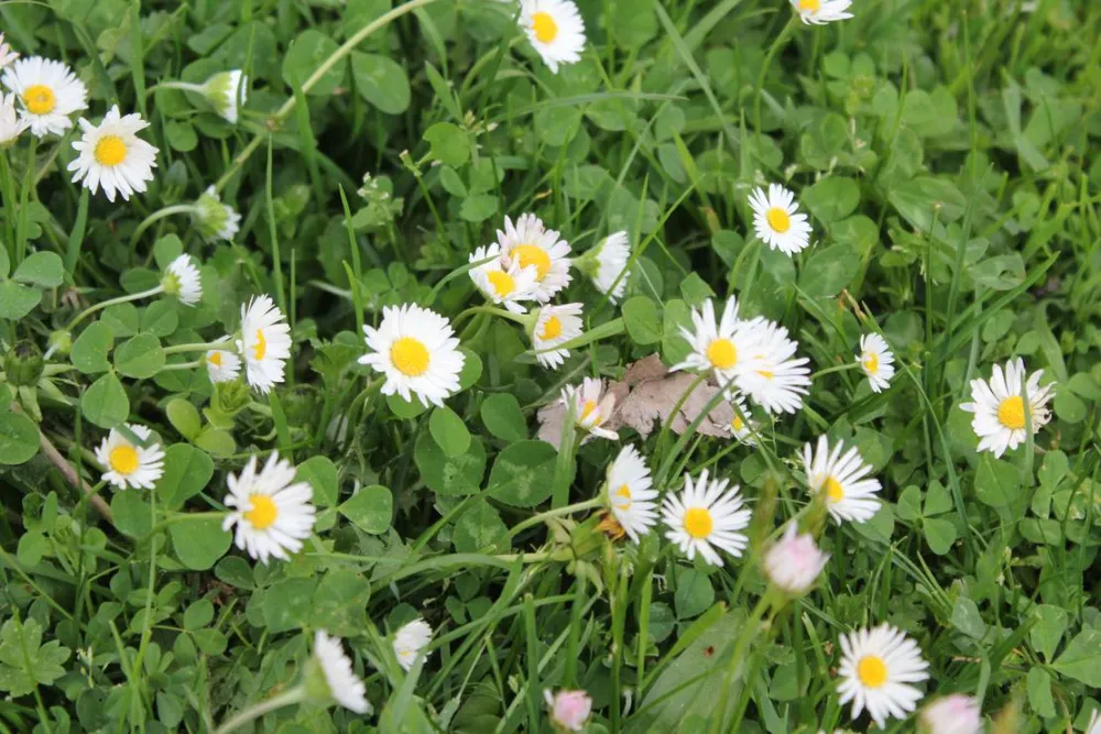 Eco village Pšeničište