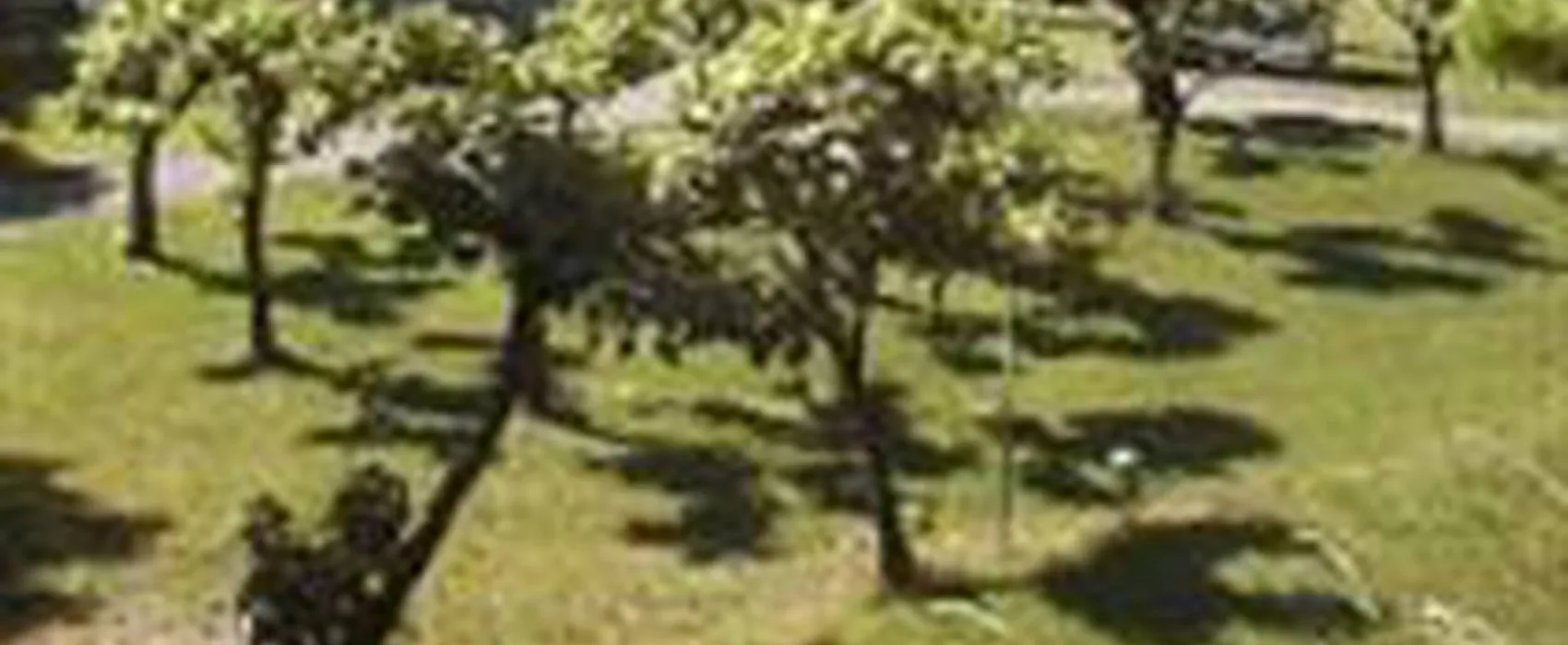 Camping Municipal du Collet-de-dèze